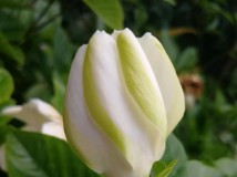 �����S��