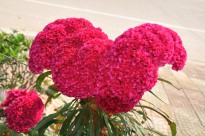 �u�ڻ�