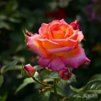 ����СƷ���¼������M��1-8