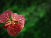 ӭ�W�\(y��n)��չ��Ʒ�����t�չ