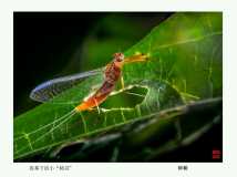 ҹĻ�µ�С�����`������������