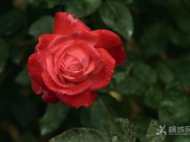 ���仨�_���g�࣬������ȥ�����P(gu��n)��
 ĵ�����F�鴺������ˎ�m��ֻ�ĳ���