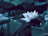 ��ͩ�ǾW(w��ng)�zӰ��ِ����������ɏ�f��