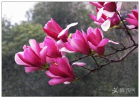 ���(y��ng)��֮�衷�����m