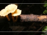 ΢������