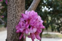 ��Ƭ���T�ڵĻ�