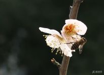 �ӻ�����