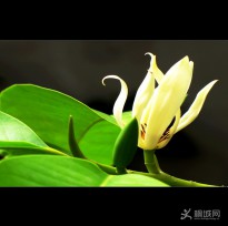 ���t�Ɠ��岨��