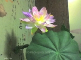 �o�ρ����^һ����辰�ɻ�