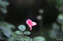 �o�ԵĽY(ji��)��
