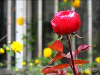����Ӱ�R����